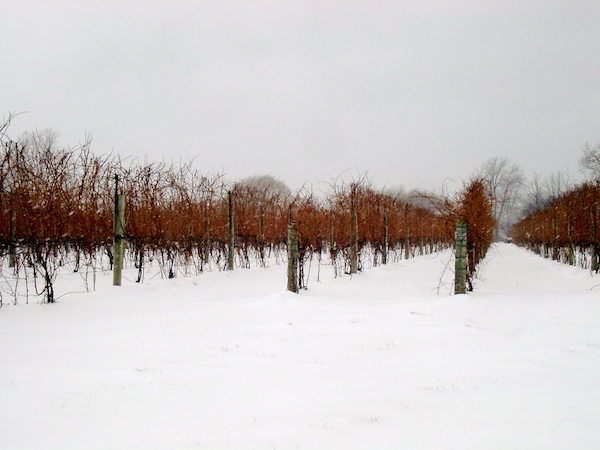 Ice, Ice, Ice (Wine) Baby!