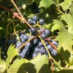 Olivery Winery Vineyard