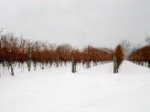 Ice, Ice, Ice (Wine) Baby!
